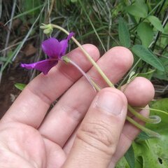Pinguicula moranensis