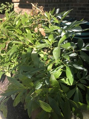 Rudbeckia laciniata