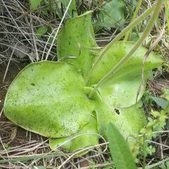 Pinguicula moranensis