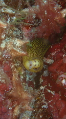 Gymnothorax miliaris