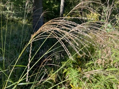 Miscanthus sinensis
