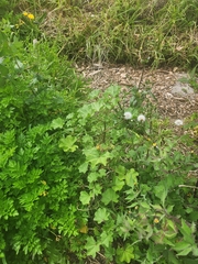 Malva parviflora