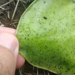 Pinguicula moranensis