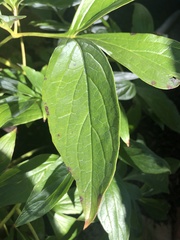 Rudbeckia laciniata