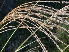 Miscanthus sinensis