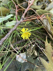 Hieracium umbellatum