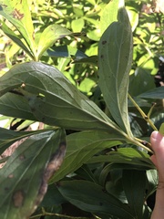 Rudbeckia laciniata