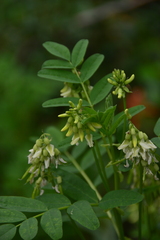 Astragalus americanus