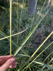 Miscanthus sinensis