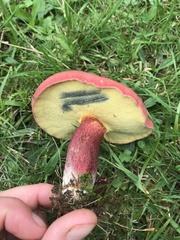 Baorangia bicolor
