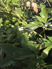 Rudbeckia laciniata
