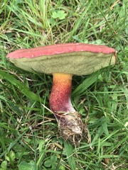 Baorangia bicolor