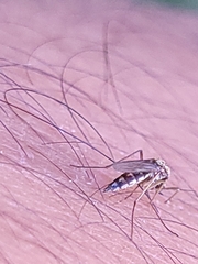 Aedes thelcter