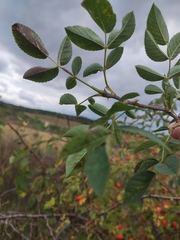 Rosa glabrifolia