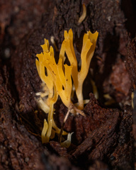 Ramariopsis crocea