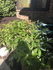 Rudbeckia laciniata