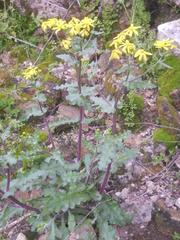 Senecio vernalis