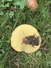 Baorangia bicolor