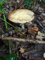 Agaricus