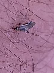 Aedes thelcter