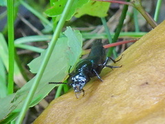 Philonthus caeruleipennis