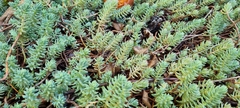 Petrosedum