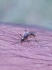Aedes thelcter