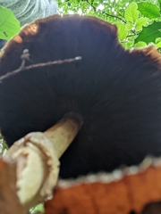Agaricus
