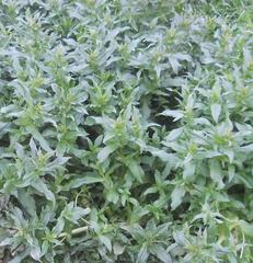 Veronica anagallis-aquatica