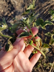 Solanum physalifolium nitidibaccatum