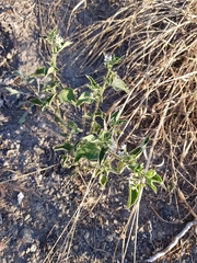 Solanum physalifolium nitidibaccatum
