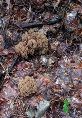 Phaeoclavulina eumorpha