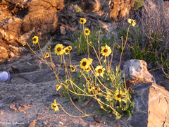 Encelia canescens