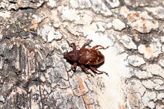 Hylobius transversovittatus