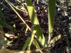 Iris missouriensis