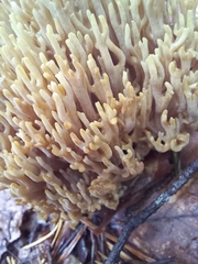 Phaeoclavulina eumorpha