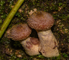Armillaria sinapina