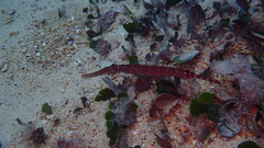 Aulostomus strigosus