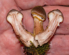 Armillaria sinapina