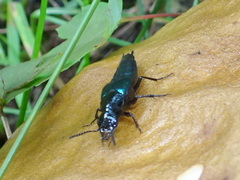 Philonthus caeruleipennis