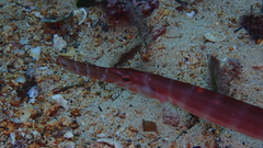 Aulostomus strigosus