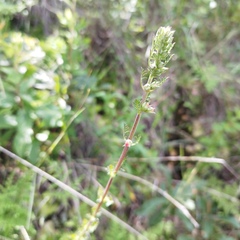 Lamourouxia multifida