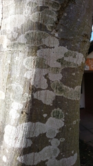 Lecidella elaeochroma