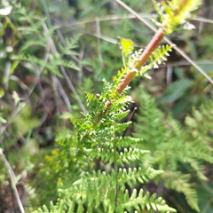 Lamourouxia multifida