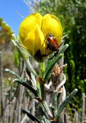Rhynchosia leucoscias