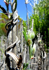 Rhynchosia leucoscias