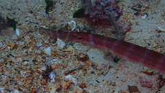 Aulostomus strigosus