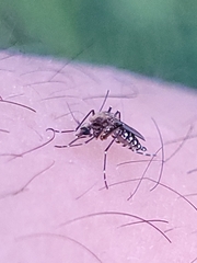 Aedes taeniorhynchus