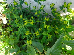 Euphorbia oblongata