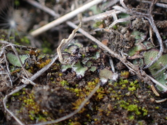 Mannia fragrans